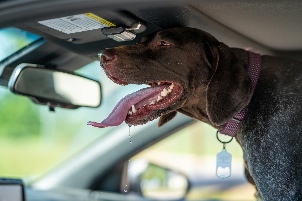 Artikel-Bild zu "Hitzefalle Auto – Wie schnell sich Ihr Auto aufhitzt" - Hunde Erste-Hilfe-Guide