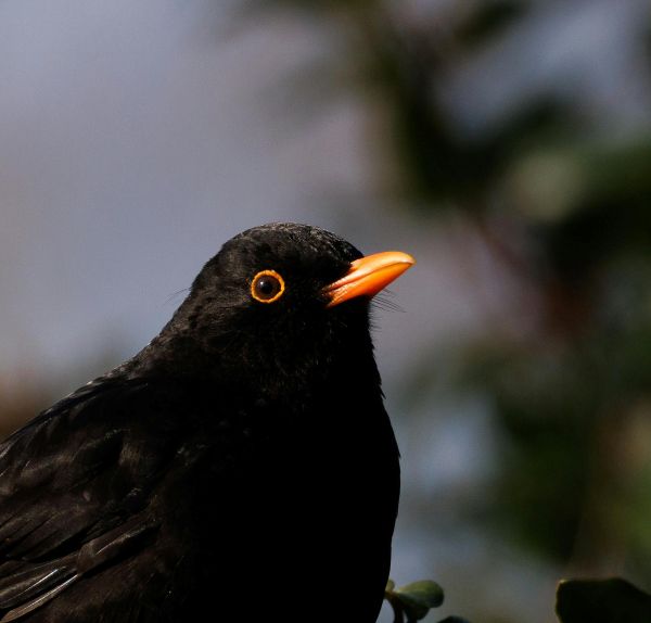 Artikel-Bild zu "Erste Hilfe bei medizinischen Notfällen von Vögeln – Verhalten bei Fund im Freien und zu Hause" - Vögel Erste-Hilfe-Guide
