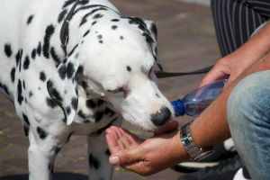 Artikel-Bild zu "Hitzschlag beim Hund – Erkennen, Handeln, Vorbeugen" - Hunde Erste-Hilfe-Guide