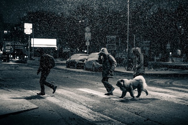 Artikel-Bild zu "Sicher mit Ihrem Hund im Dunkeln unterwegs - Tipps für Herbst und Winter" - Hunde Erste-Hilfe-Guide