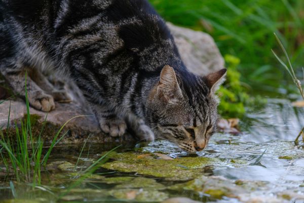 Wasserbedarf-Rechner für Haustiere